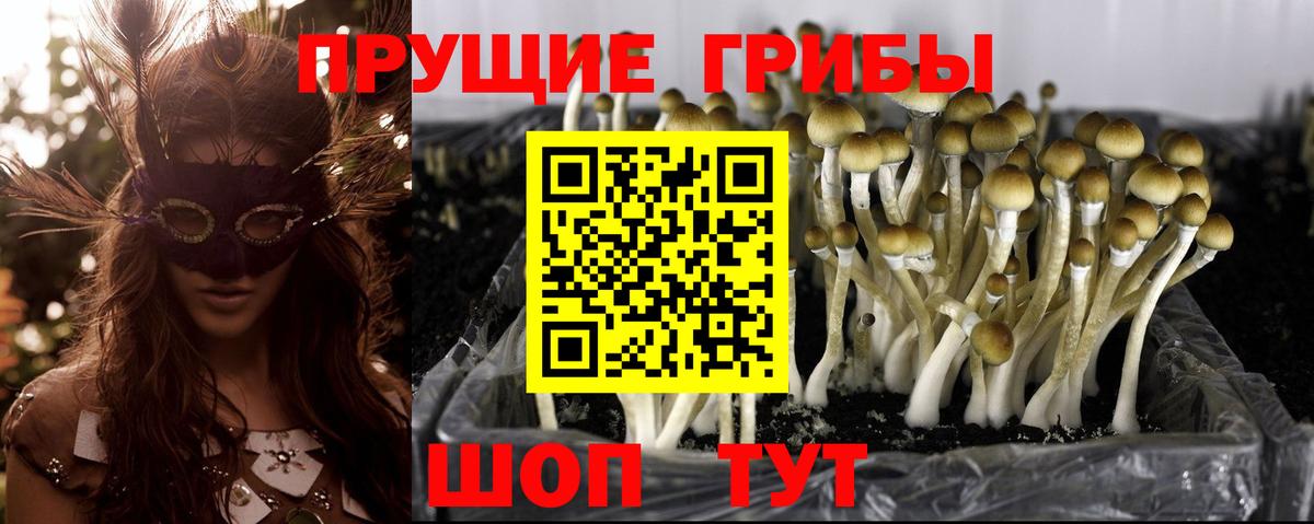 Псилоцибиновые грибы MAGIC MUSHROOMS  Галлюциногенные грибы прущие грибы  где продают наркотики  Вход с VPN  Волхов 